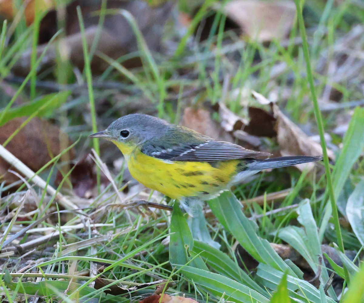 Magnolia Warbler - ML629139516