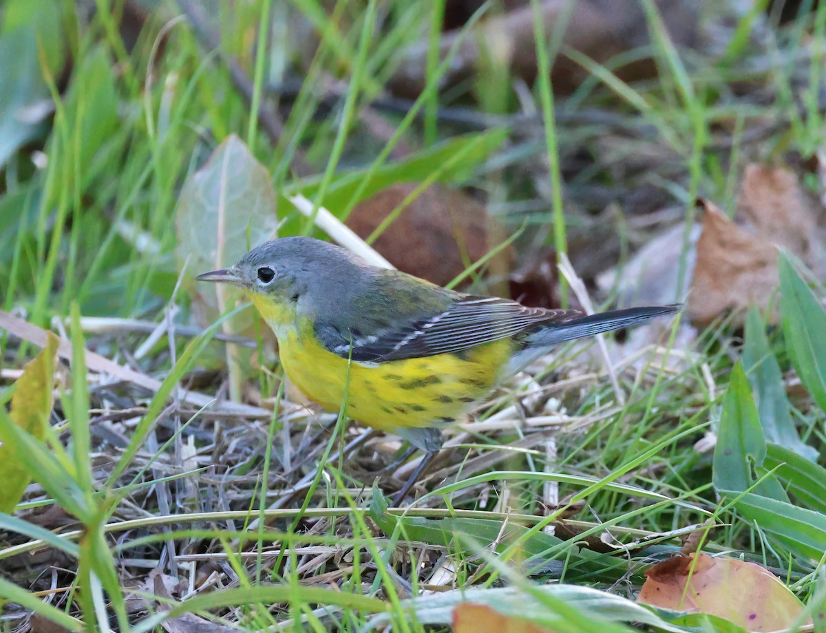 Magnolia Warbler - ML629139517