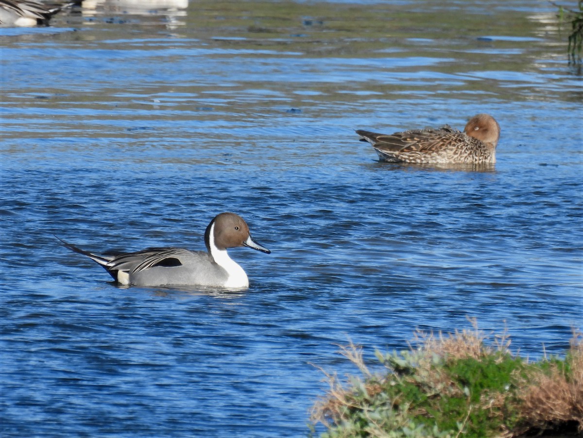 Northern Pintail - ML629139553