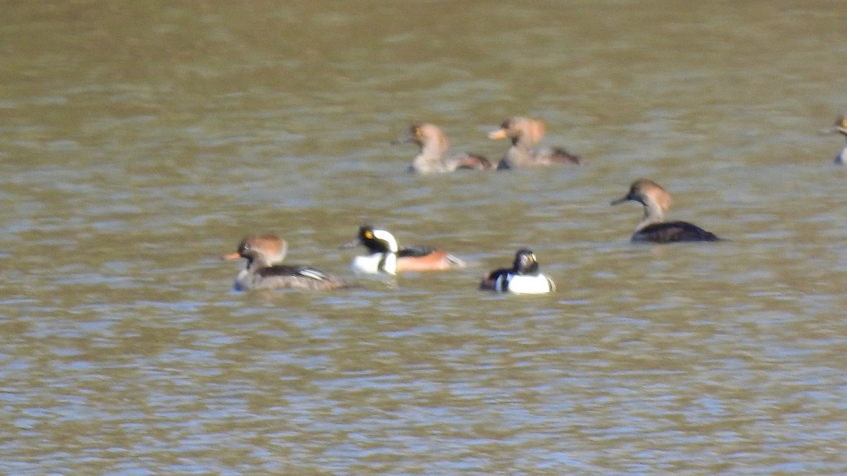 Hooded Merganser - ML629139583