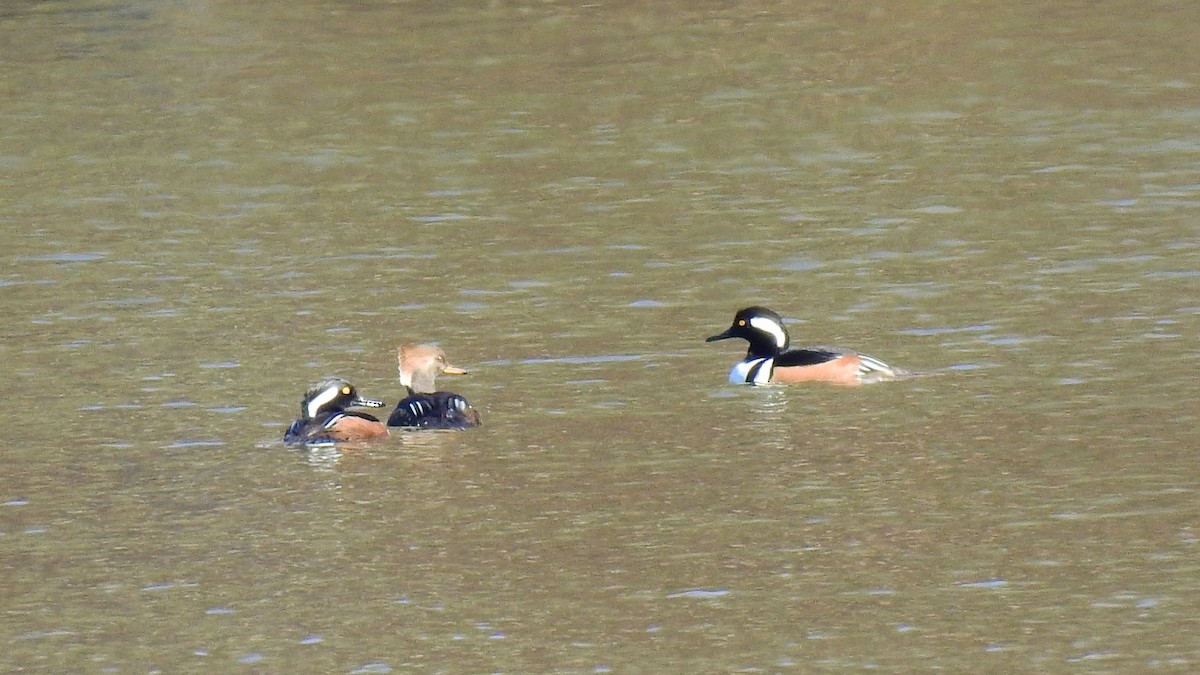 Hooded Merganser - ML629139584