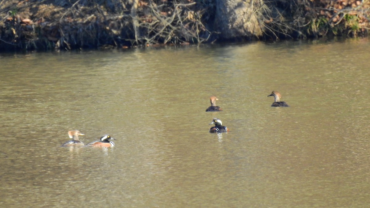 Hooded Merganser - ML629139585
