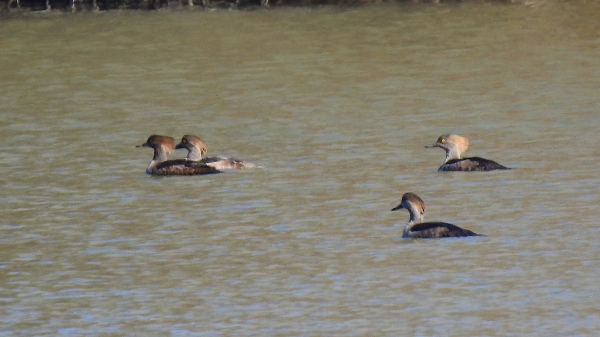 Hooded Merganser - ML629139586