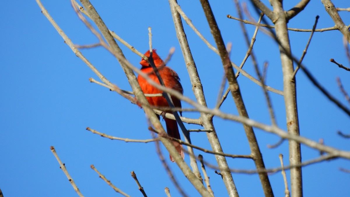 Northern Cardinal - ML629139621