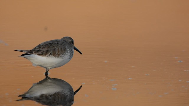Dunlin - ML629139757