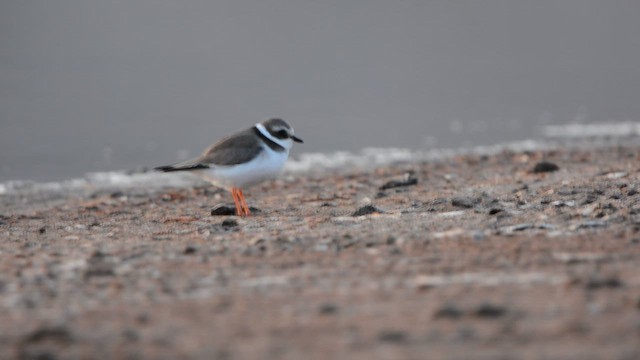 Common Ringed Plover - ML629139778
