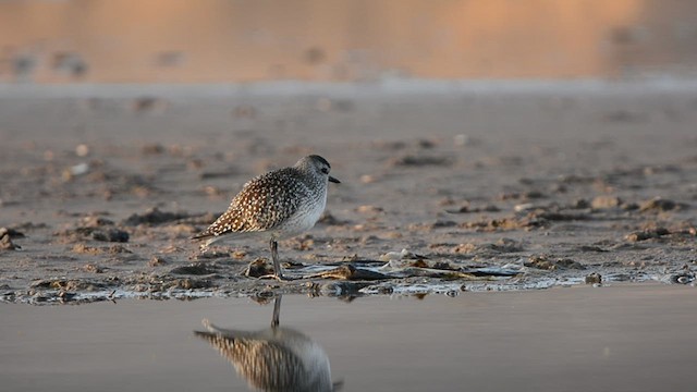 Black-bellied Plover - ML629139791