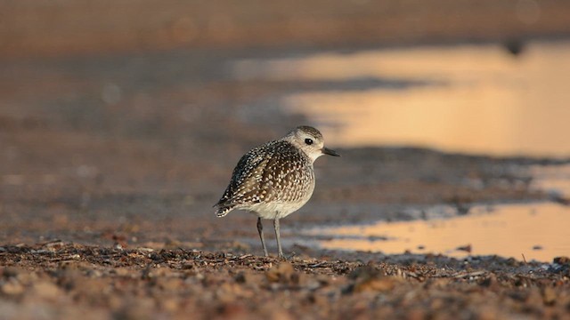 Black-bellied Plover - ML629139792