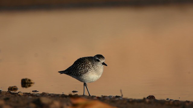 Black-bellied Plover - ML629139797