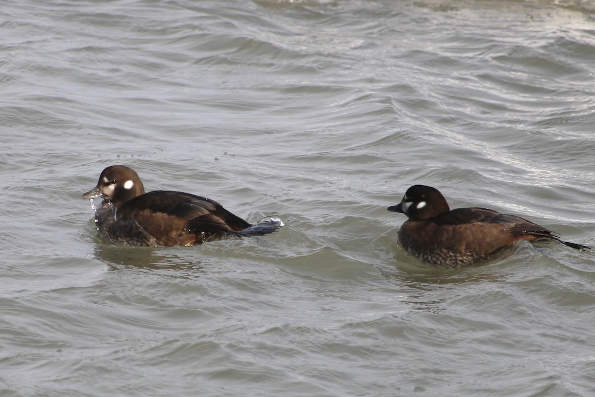 Harlequin Duck - ML629139978