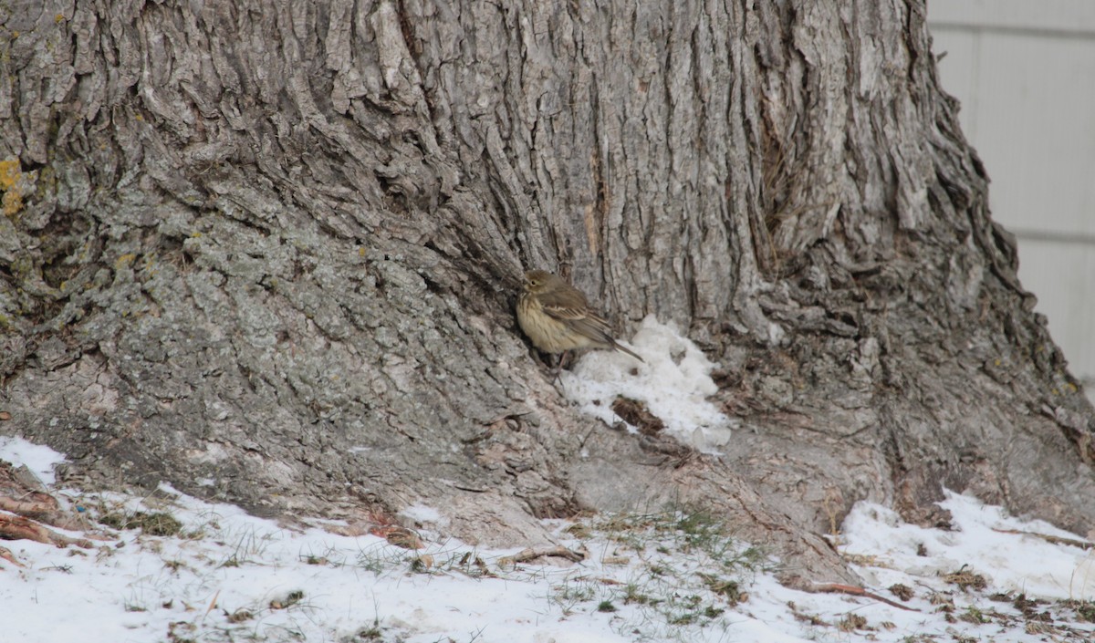 American Pipit - ML629139981