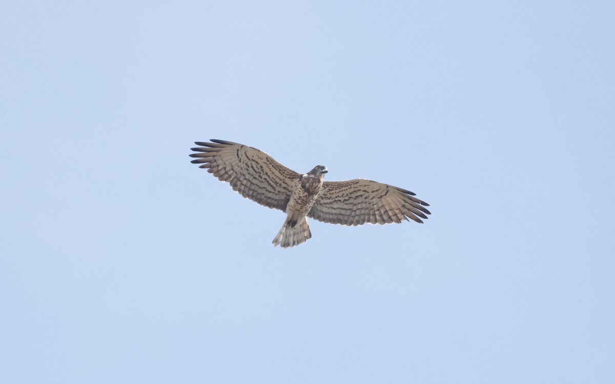 Short-toed Snake-Eagle - ML629140111