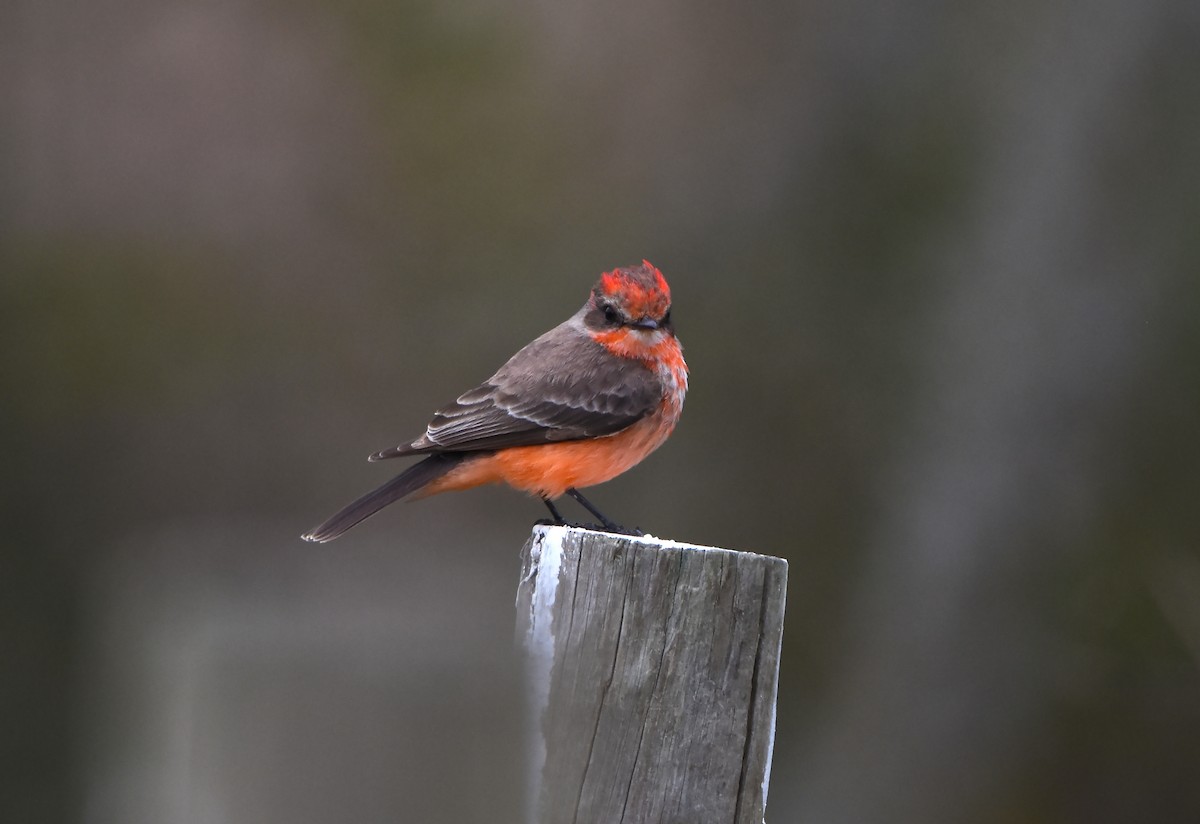 Vermilion Flycatcher - ML629140158