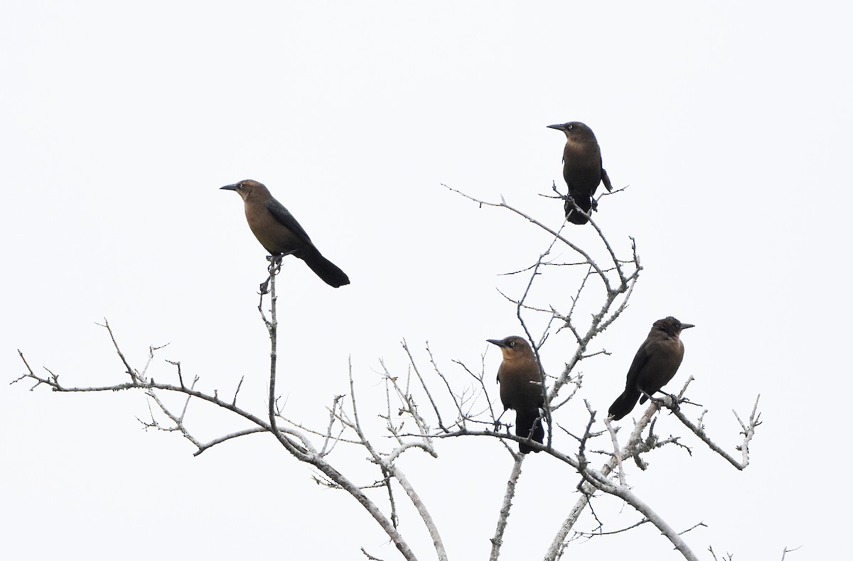 Great-tailed Grackle - ML629140177