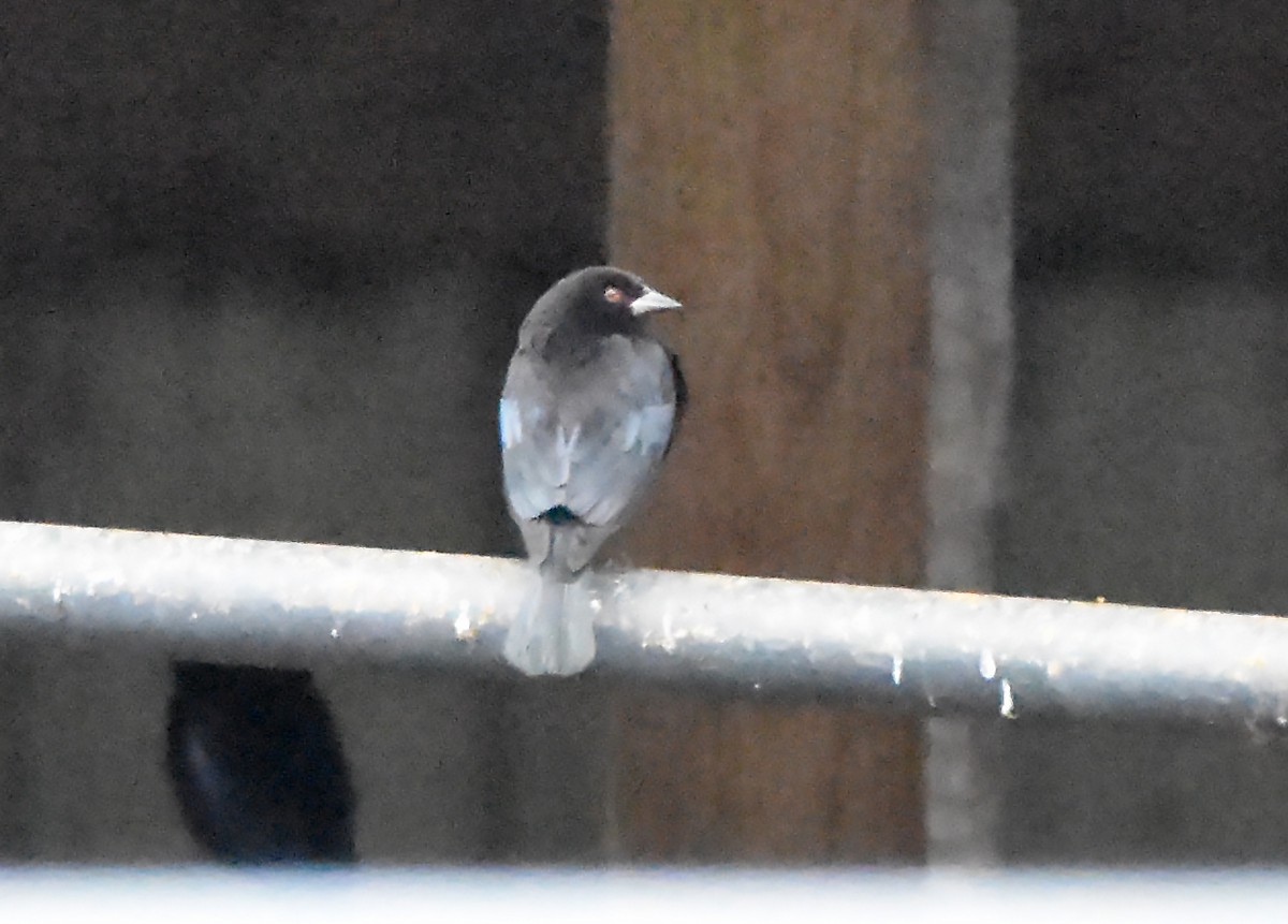 Bronzed Cowbird - ML629140180