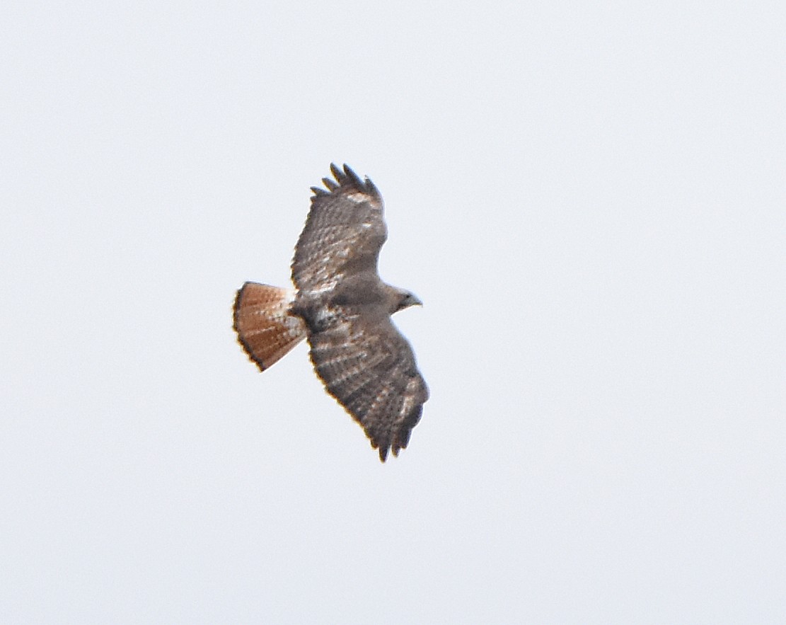 Red-tailed Hawk - ML629140252