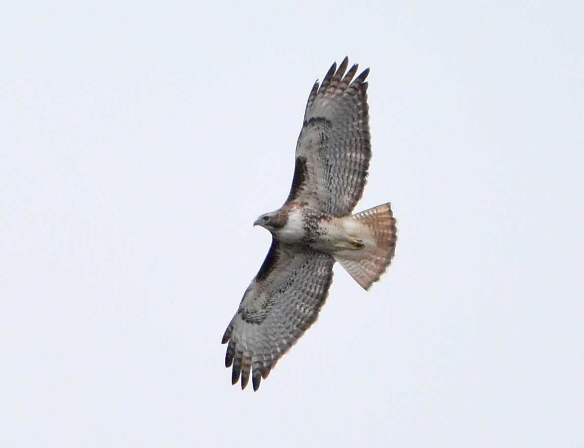Red-tailed Hawk - ML629140253