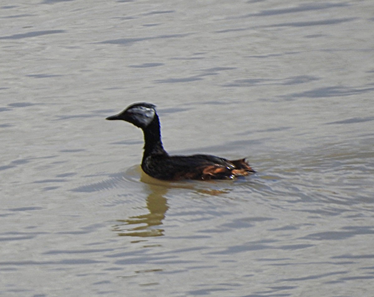 White-tufted Grebe - ML629140400
