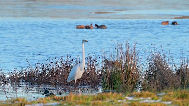 Great Egret - ML629140438