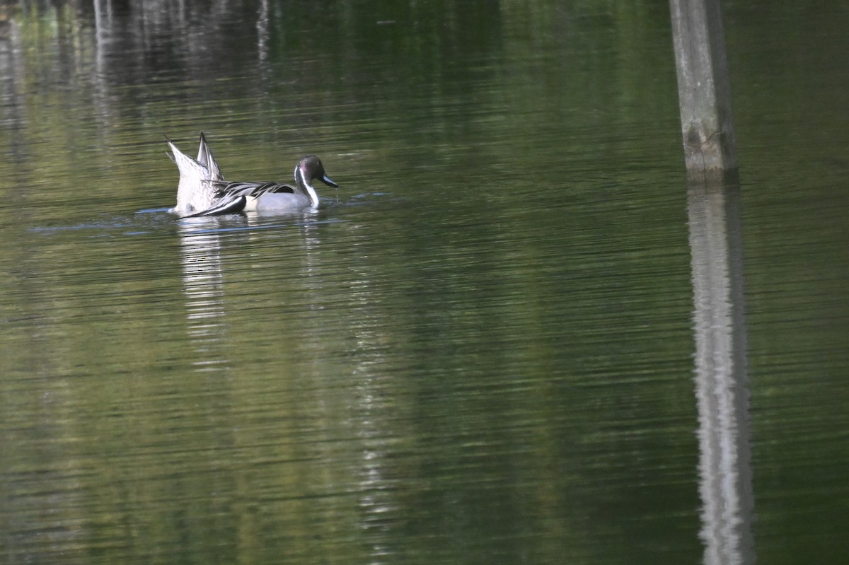 Northern Pintail - ML629140844