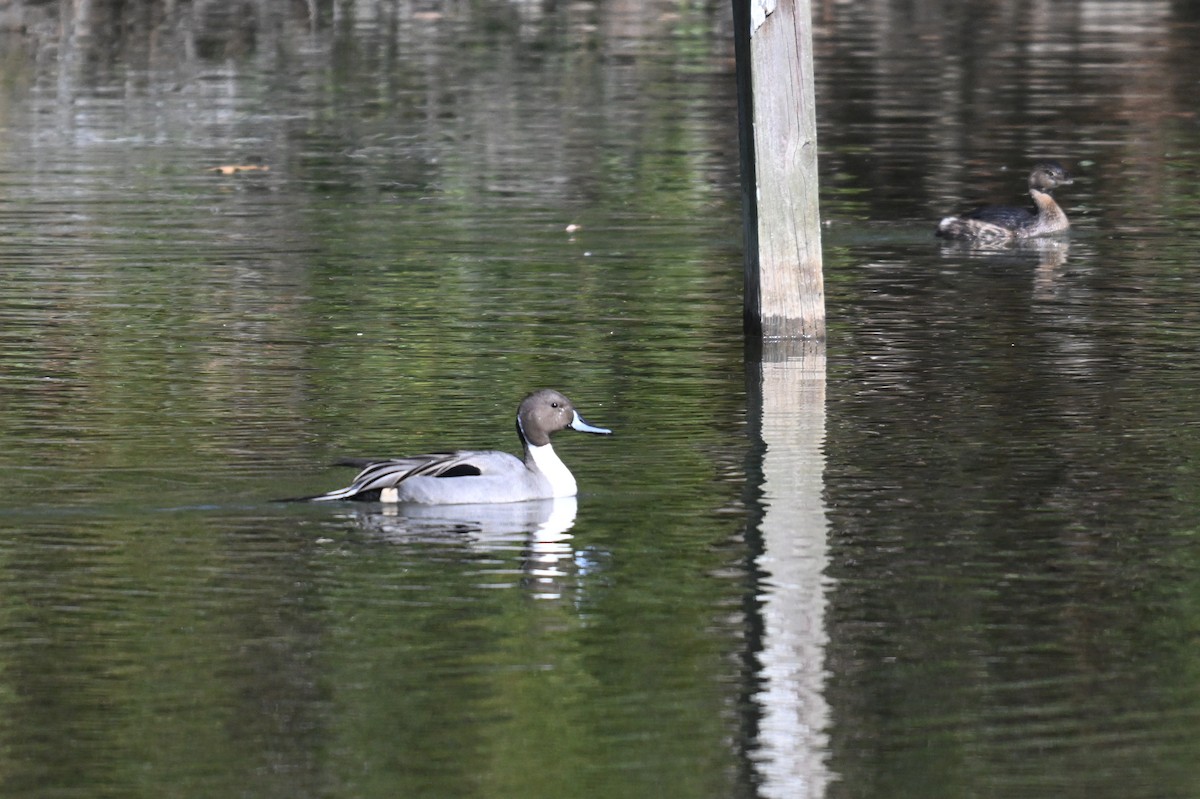 Northern Pintail - ML629140854