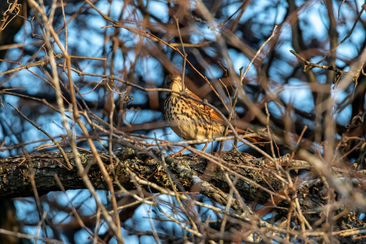 Brown Thrasher - ML629140867