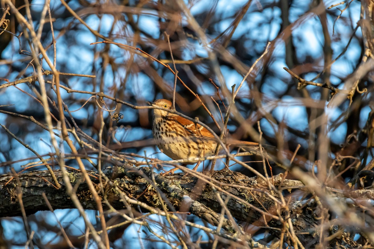 Brown Thrasher - ML629140868