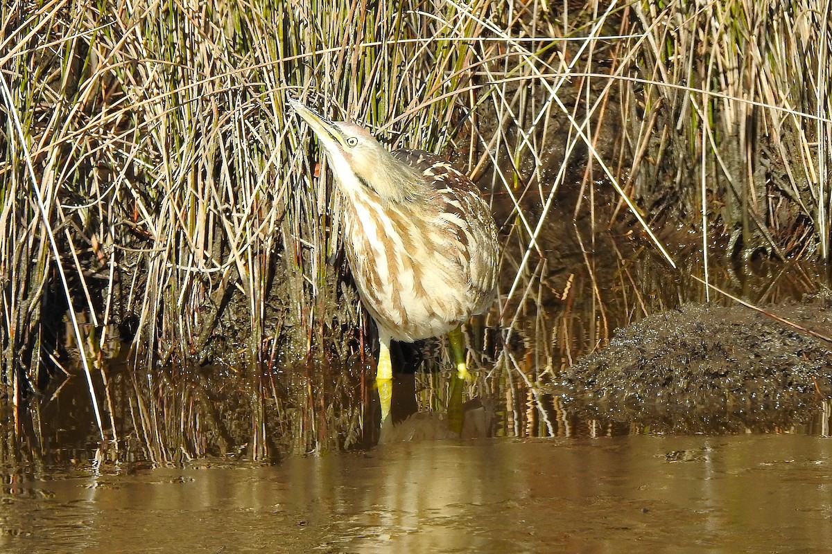 American Bittern - ML629141100