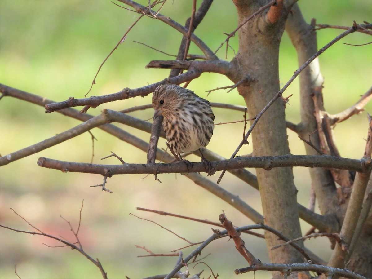 Pine Siskin - ML629141158