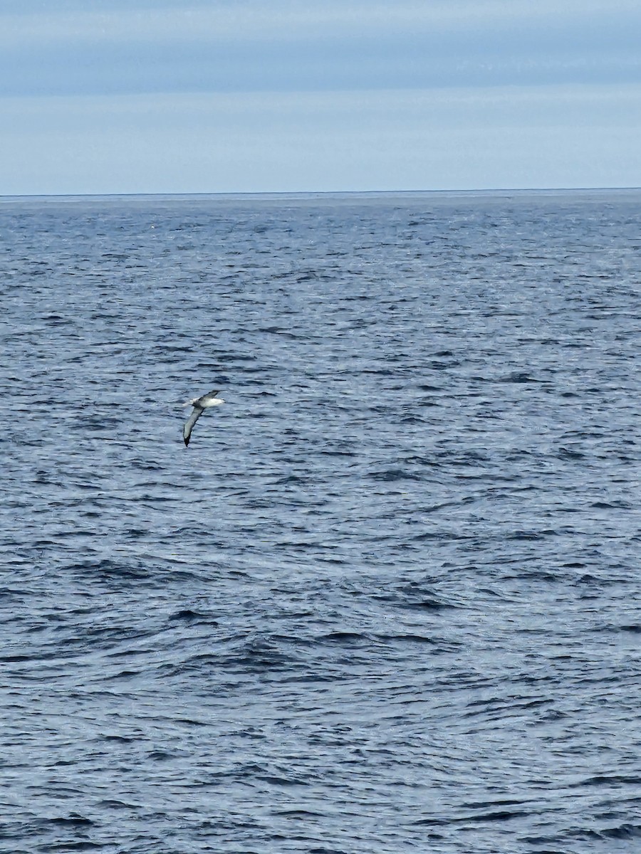 Northern/Southern Royal Albatross - ML629141172
