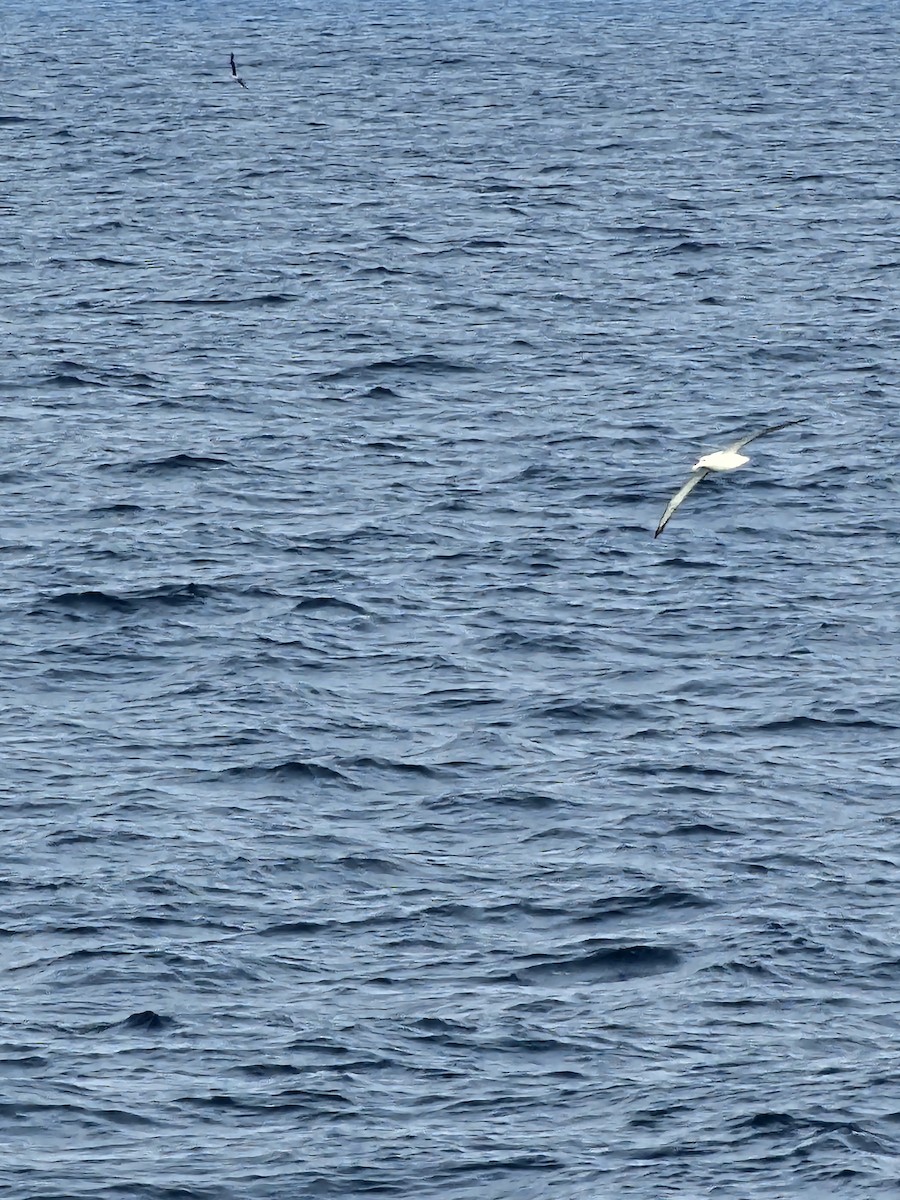 Northern/Southern Royal Albatross - ML629141173