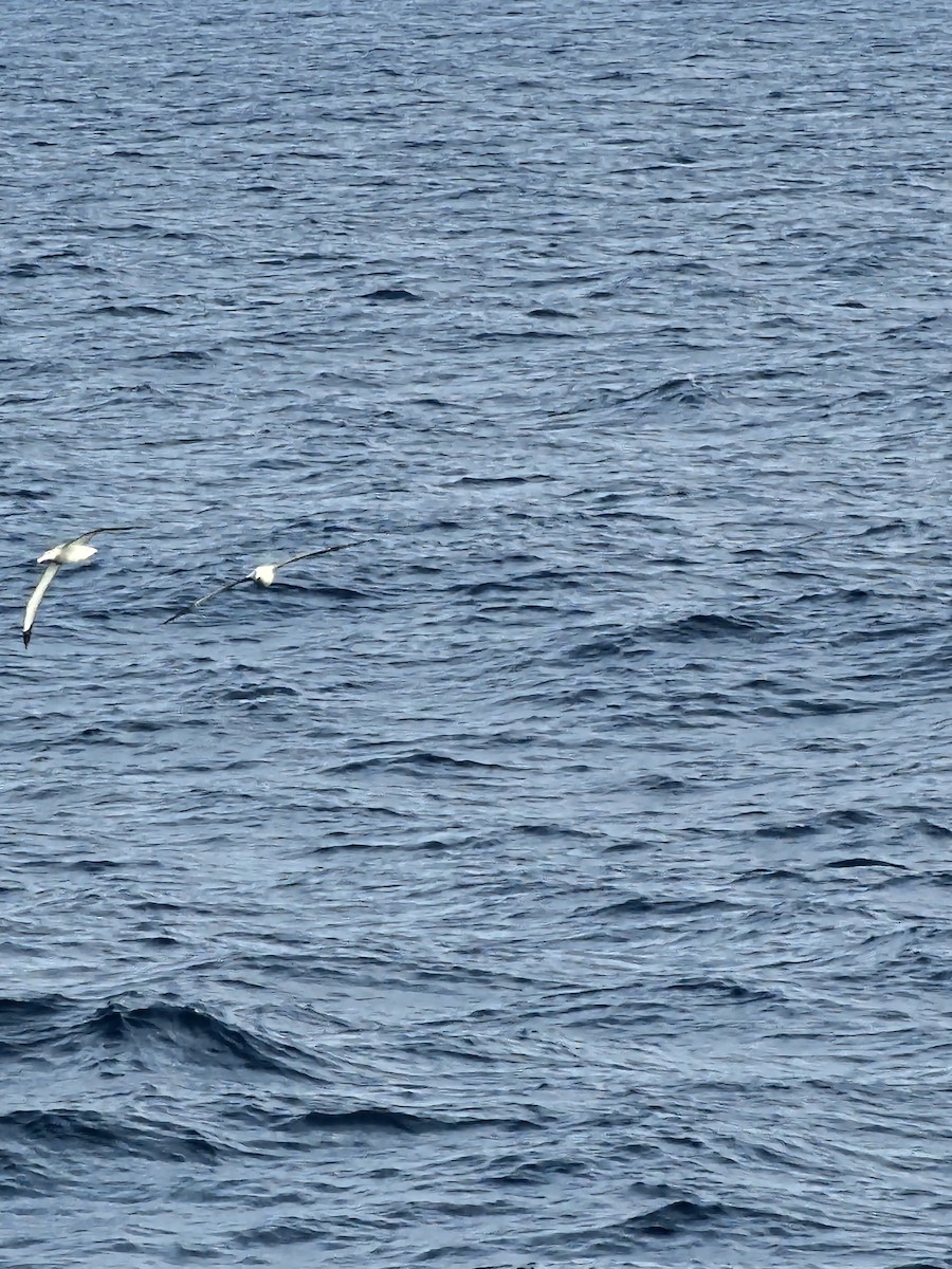Northern/Southern Royal Albatross - ML629141177