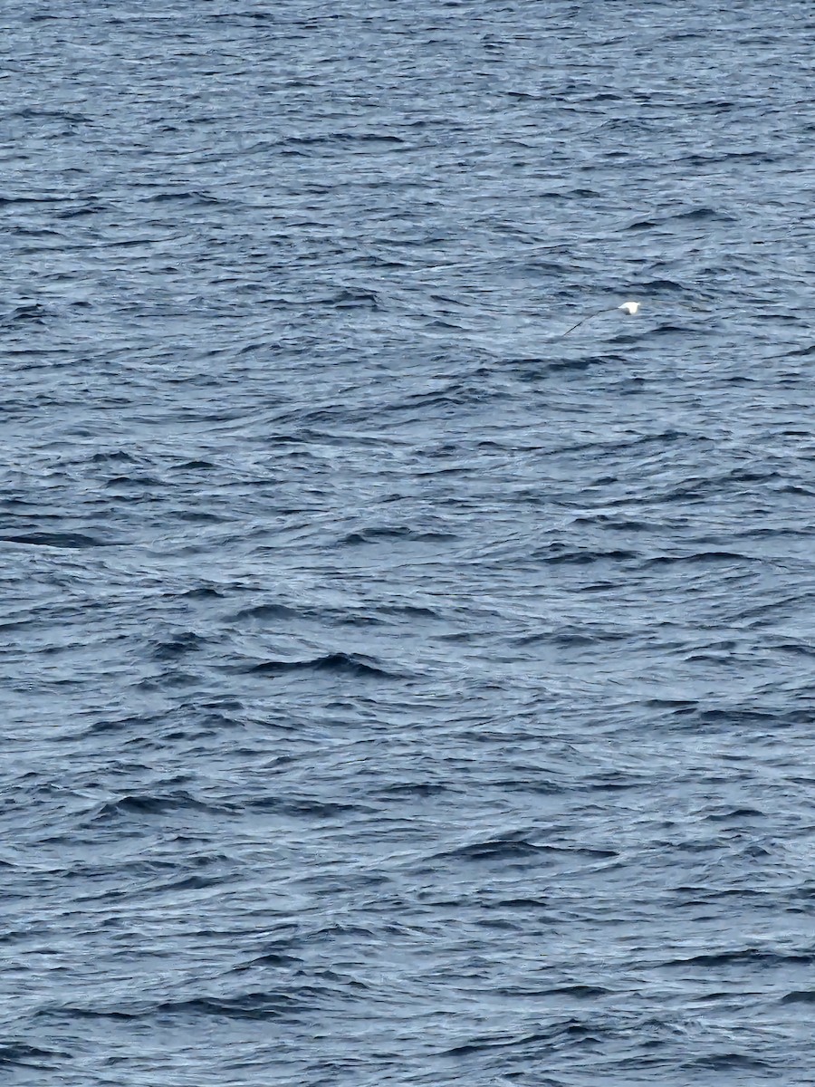 Northern/Southern Royal Albatross - ML629141178