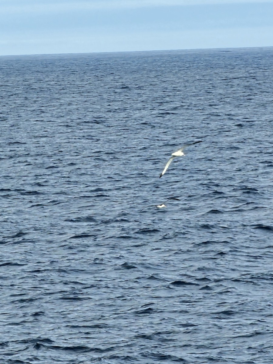 Northern/Southern Royal Albatross - ML629141179