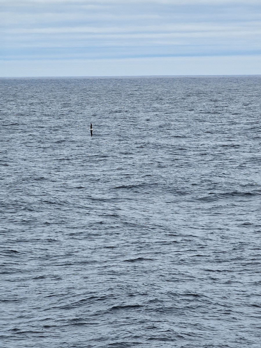 Northern/Southern Royal Albatross - ML629141182