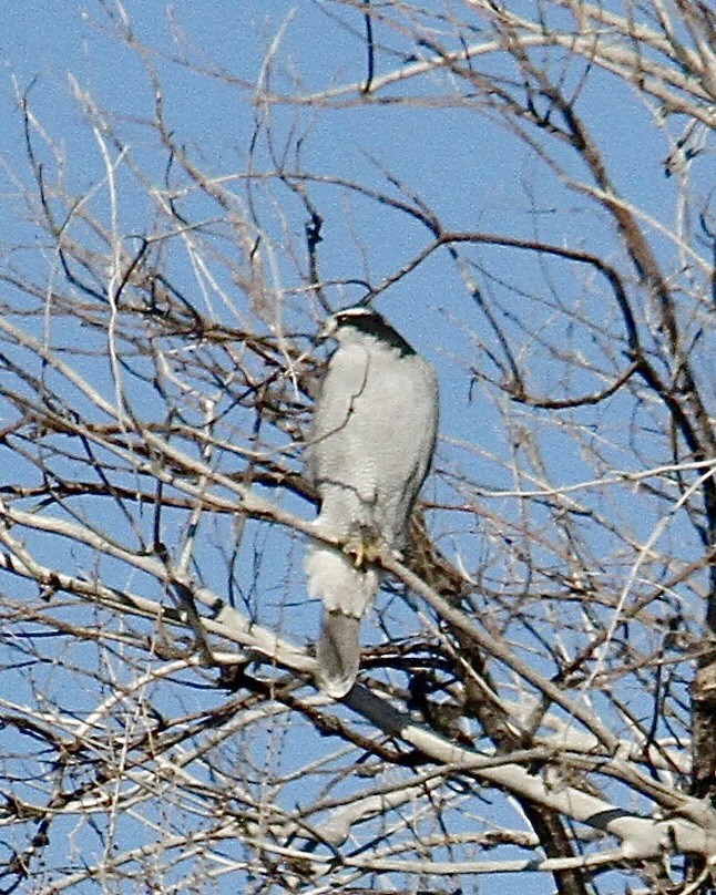 jestřáb nearktický - ML629141186