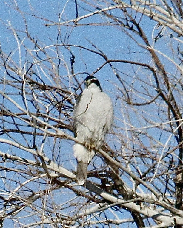 jestřáb nearktický - ML629141187