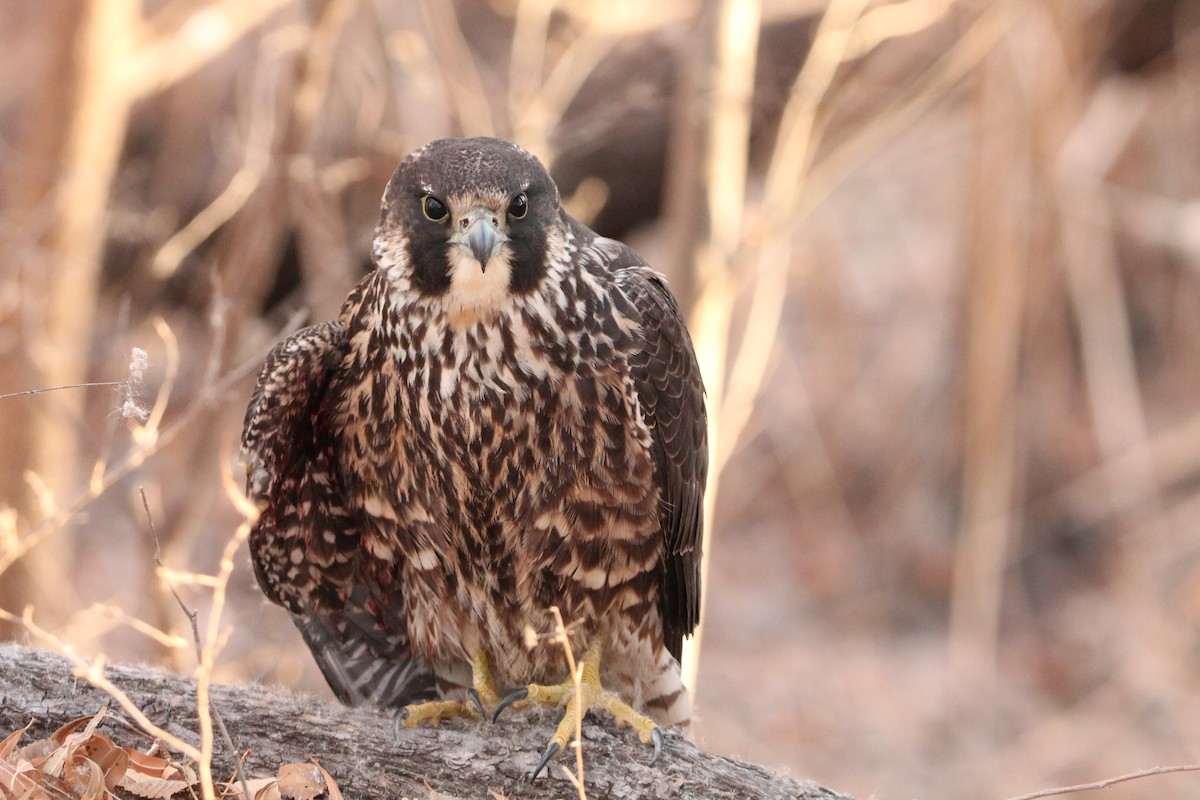 遊隼 - ML629141221