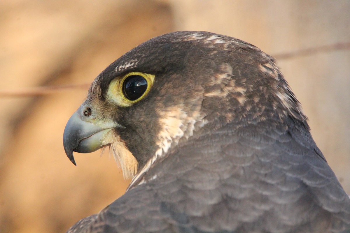 遊隼 - ML629141235