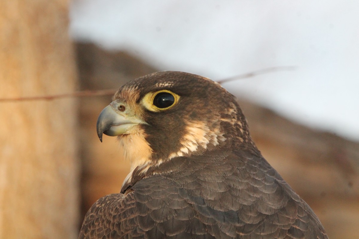 遊隼 - ML629141304