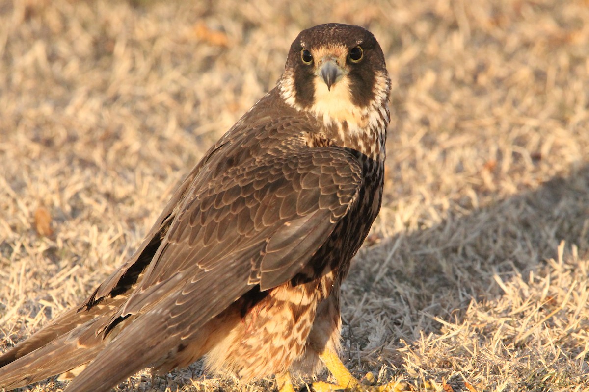 遊隼 - ML629141337