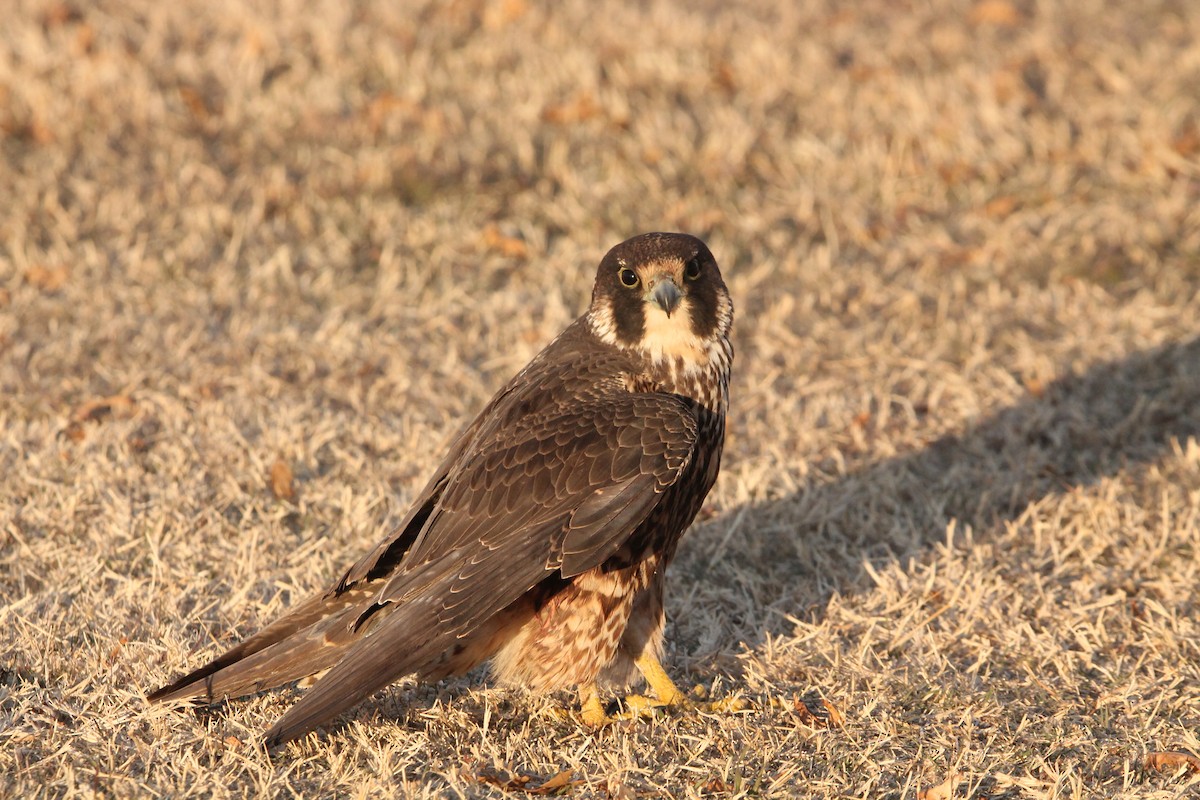 遊隼 - ML629141338