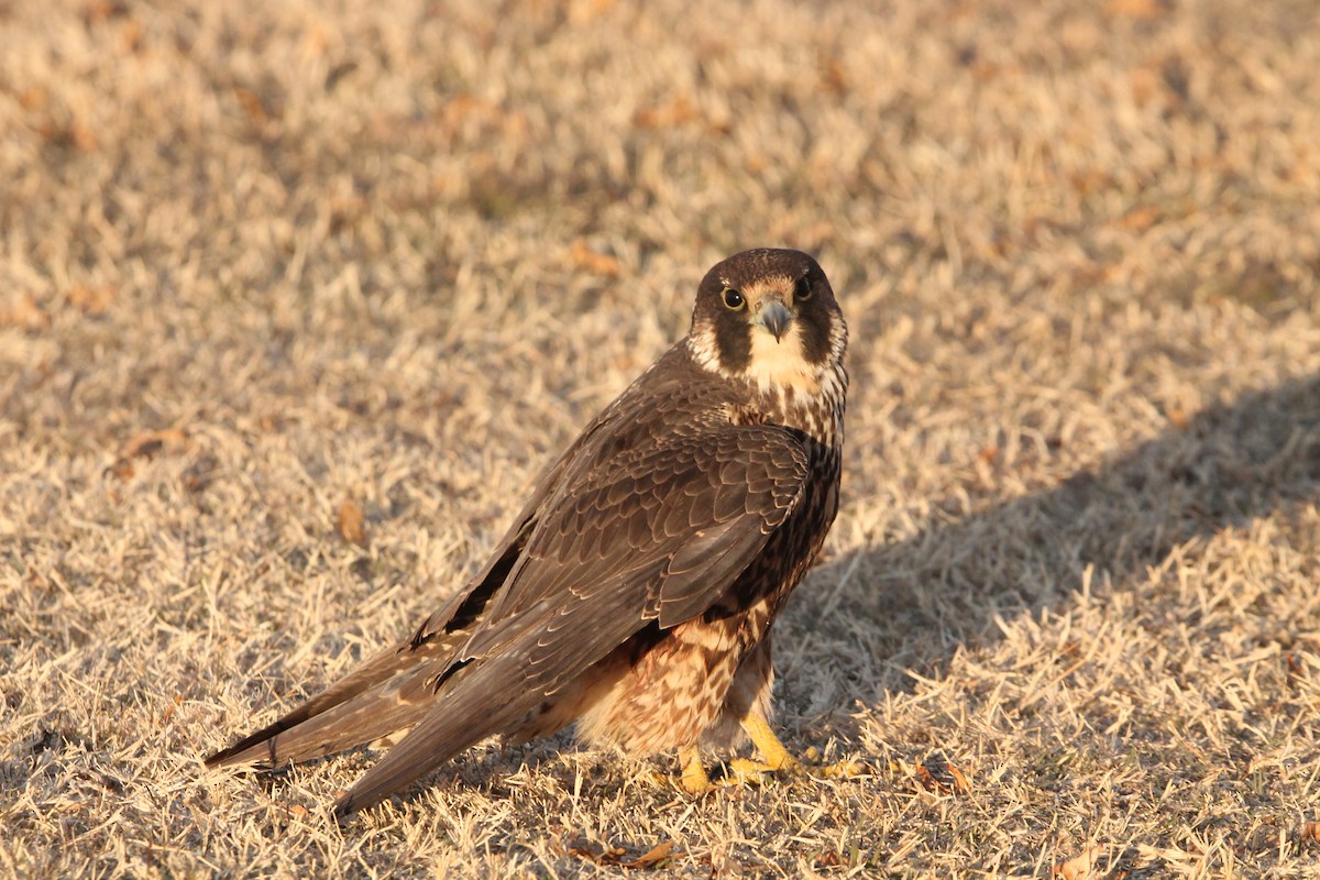 遊隼 - ML629141339