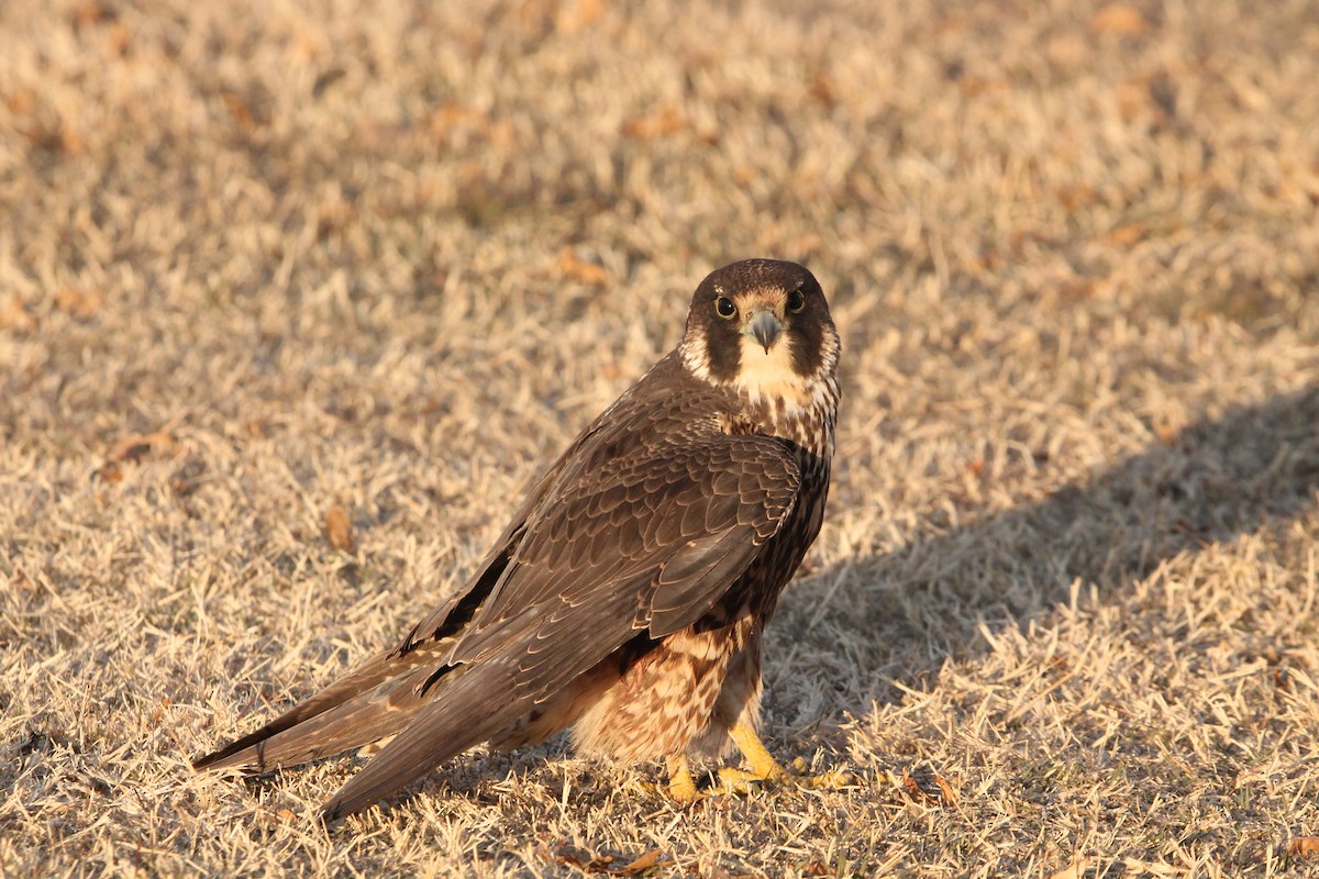 遊隼 - ML629141340