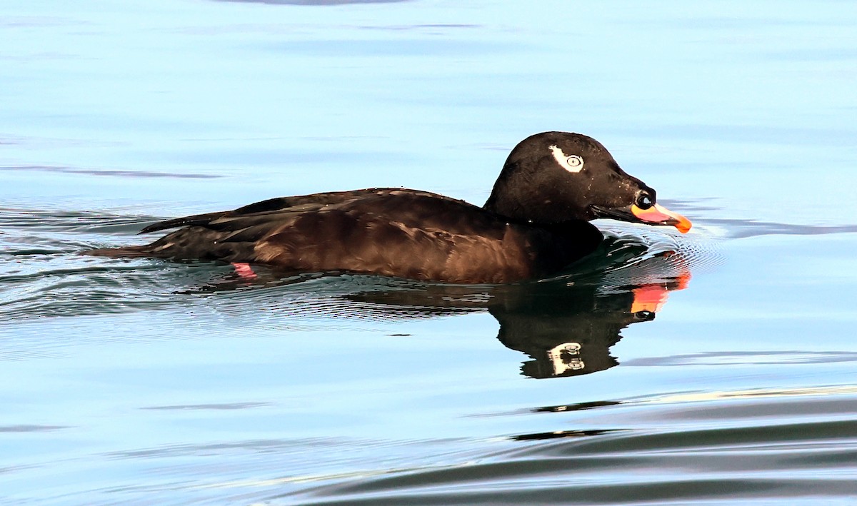 White-winged Scoter - ML629141344