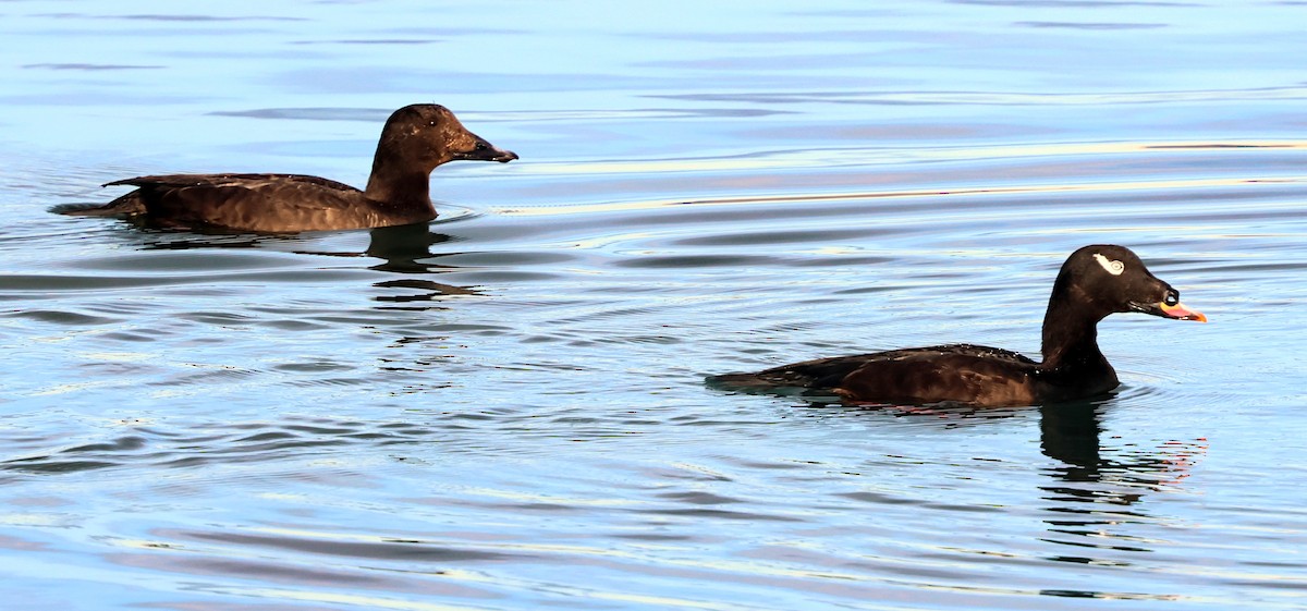 White-winged Scoter - ML629141345