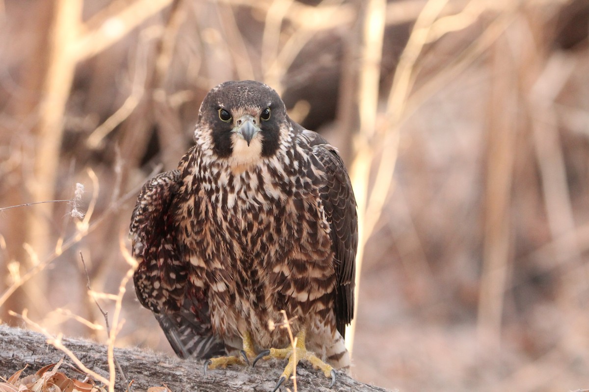 遊隼 - ML629141352