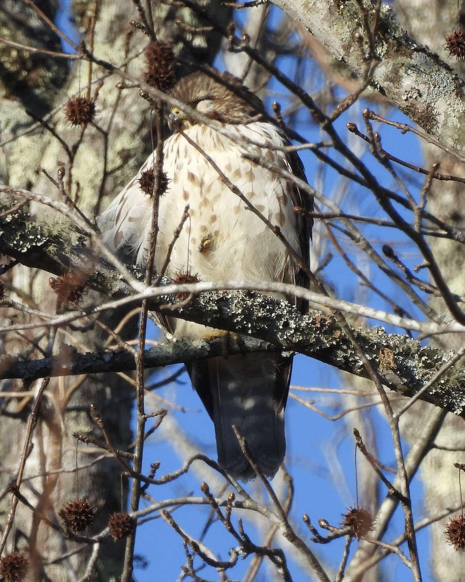 Red-shouldered Hawk - ML629141428