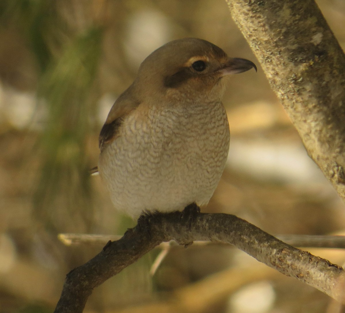 Умардын дунхай - ML629141444