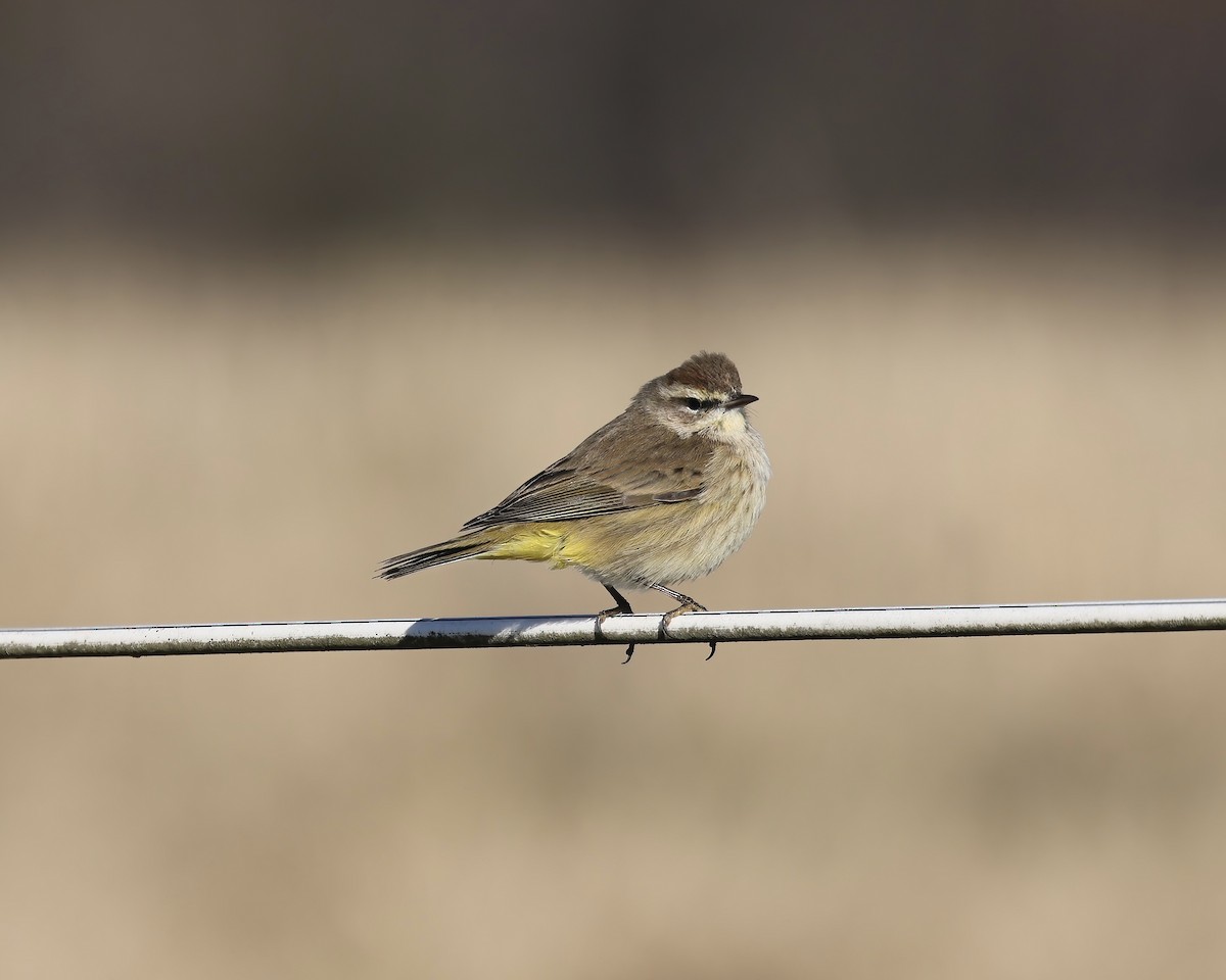 Palm Warbler - ML629141608